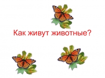 Презентация по окружающему миру на тему Как живут животные? (1 класс)
