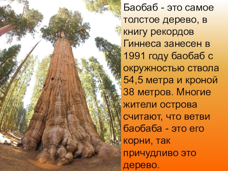Сильнее толще длиннее. Генерал Шерман (дерево) оно 1 растет. Секвойя и баобаб. Растения Северной Америки Секвойя. Интересные деревья.
