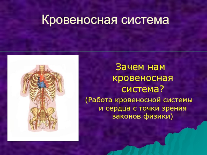 Презентация Презентация по биологии на тему Кровеносная система человека