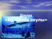 Презентация по окружающему миру