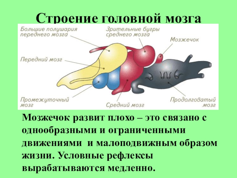 Изображение головного мозга земноводных