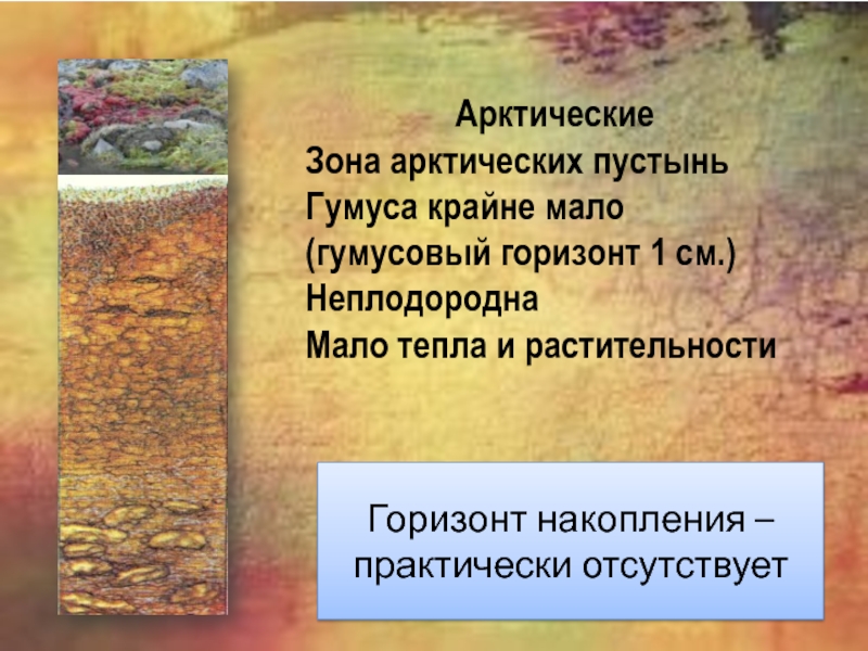 Типы почв 8 класс. Гумус арктических пустынь. Арктические Тип почвы сообщение. Толщина гумусового слоя почвы арктических пустынь.