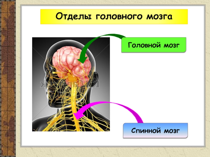 Строение и функции продолговатого мозга презентация