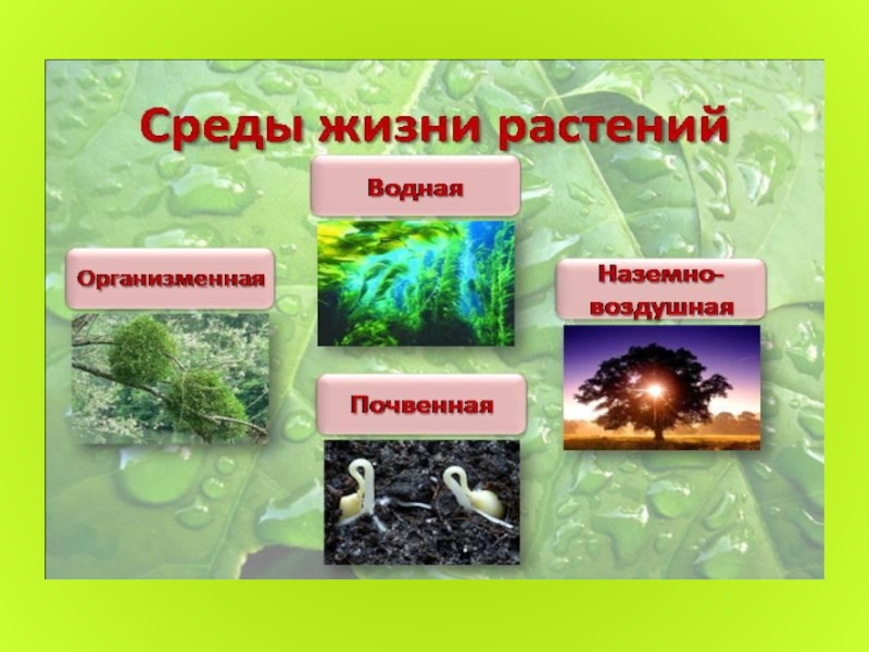 Тема среда. Среды жизни на планете. Сообщение по средам жизни. Среды жизни 5 класс. Среды жизни планеты земля 5 класс биология.