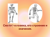 Скелет