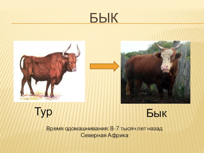 Происхождение домашних животных презентация