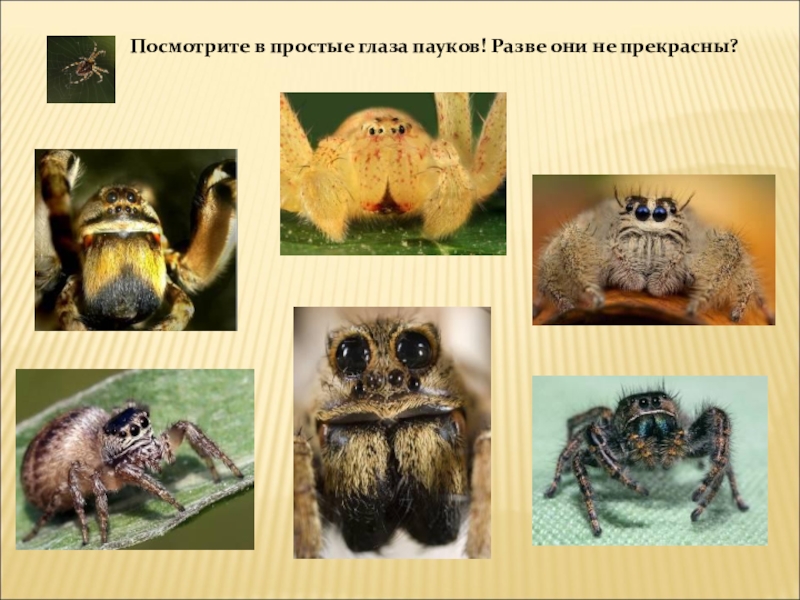 Мир глазами паука. Глаза паука. Органы чувств паукообразных. Органы чувств пауков. Класс паукообразные органы чувств.