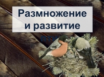 Презентация по биологии на тему Размножение и развитие птиц (7 класс)