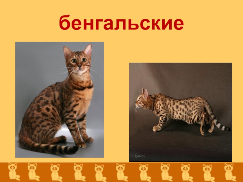 Бенгальская кошка фото характер