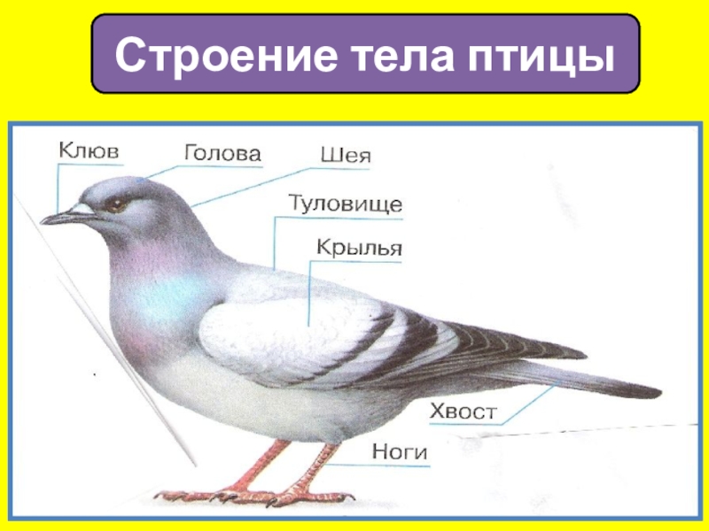 Окружающий мир презентация 1 класс кто такие птицы 1 класс