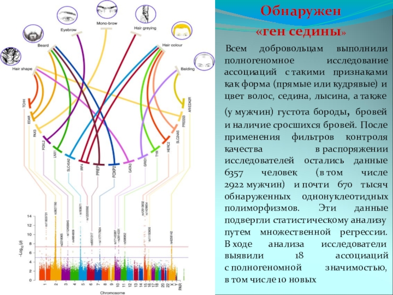 Как передается ген седины