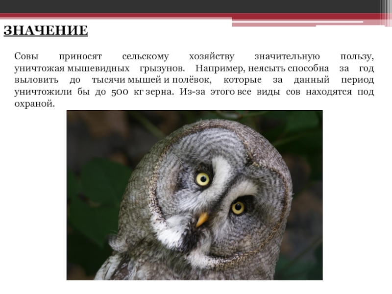 Сова символ чего в доме. Значение птиц в природе и жизни человека. Тату сова на руке. Значимость птиц в природе. Филин значение.