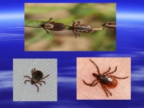 Исследовательская работа по биологии  Клещи