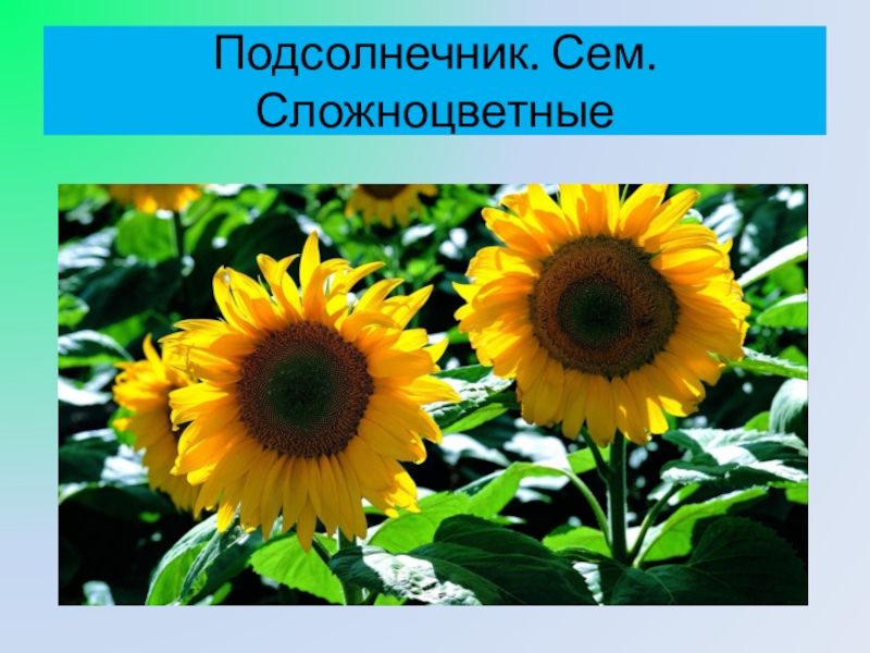 Растение семейства сложноцветных 7 букв. Сложноцветные подсолнечник. Подсолнух фото.