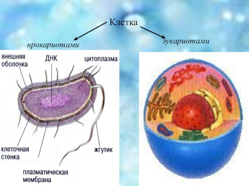 Клетки прокариот отличаются. Прокариотическая и эукариотическая клетка. Клетки прокариот и эукариот. Ядро прокариотической клетки. Рисунок прокариотической и эукариотической клетки.