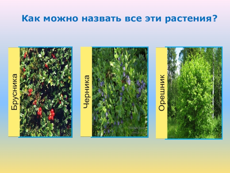 Каких цветов бывают растения. Какие бывают растения. Какие растения бывают в мире. Какие растения бывают в России. Какие бывают растения пазлы.