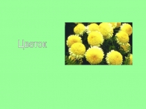 Презентация по биологии Цветок