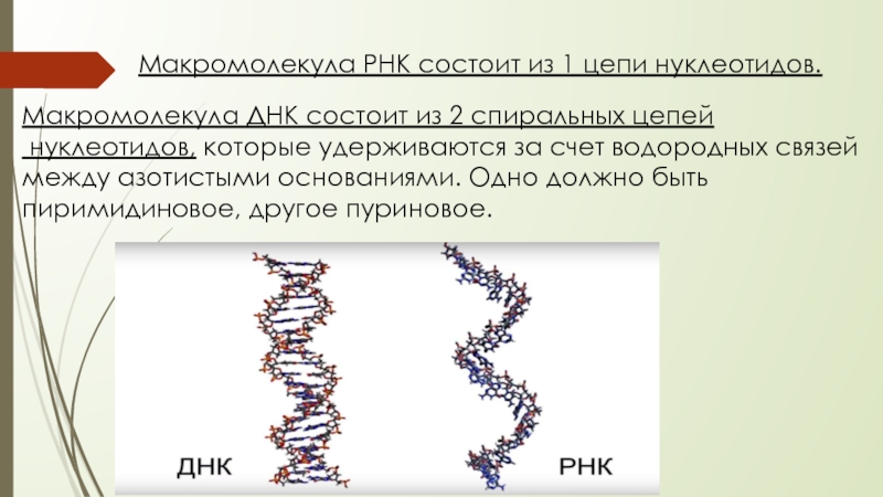 Цепь рнк. Форма макромолекулы ДНК И РНК. Строение макромолекулы РНК. Структура макромолекулы РНК. Строение макромолекулы ДНК.