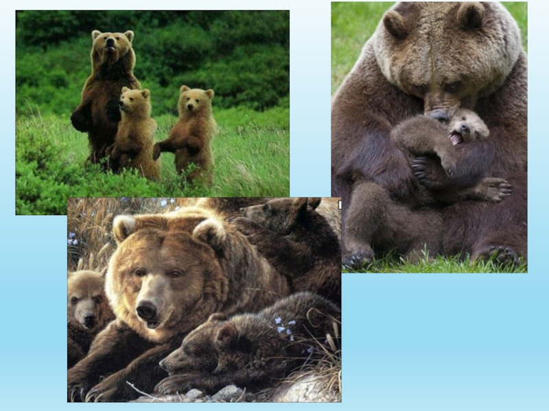 Сочинение по фото камчатский бурый медведь 5. Презентация на тему бурый медведь. Проект про медведя. Проект про бурого медведя. Проект про медведя 2 класс.
