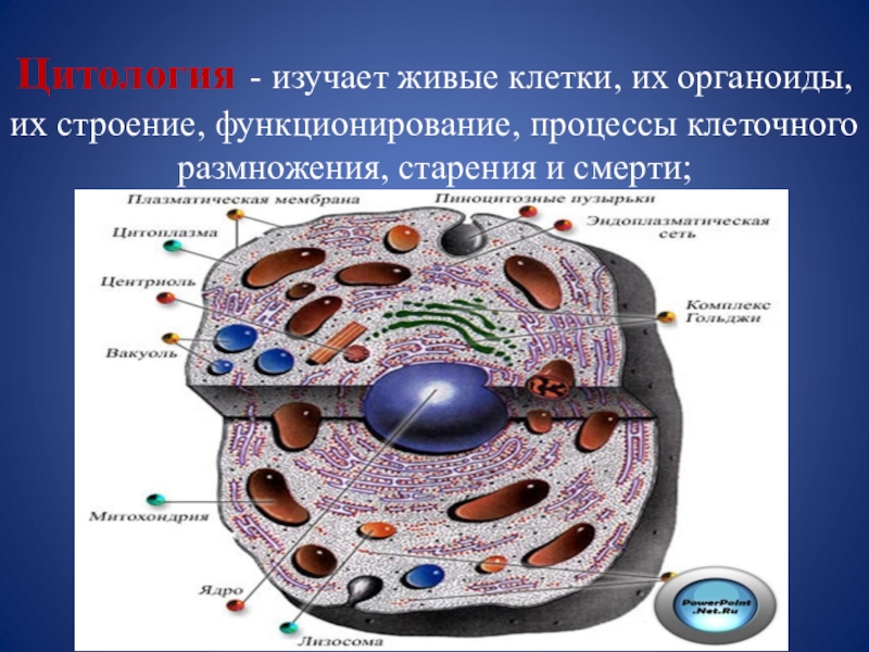 Функции цитоплазмы органоида клетки. Органоиды живой клетки клетки. Цитология органоиды клетки. Цитология строение клетки. Эукариотическая клетка строение.