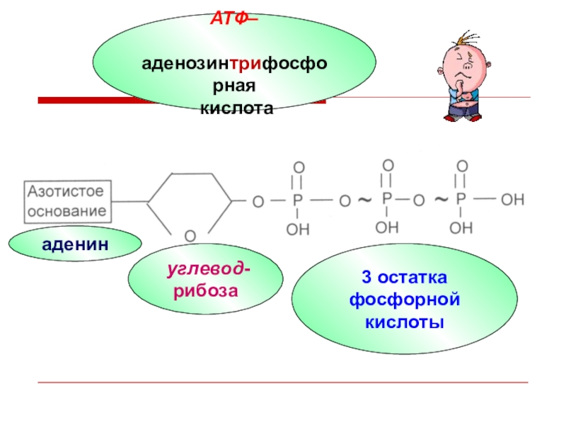 3 строение атф. Строение АТФ биология ЕГЭ. Схема строения АТФ. Аденозинтрифосфорная кислота формула. Аденозинтрифосфорная кислота строение и функции.