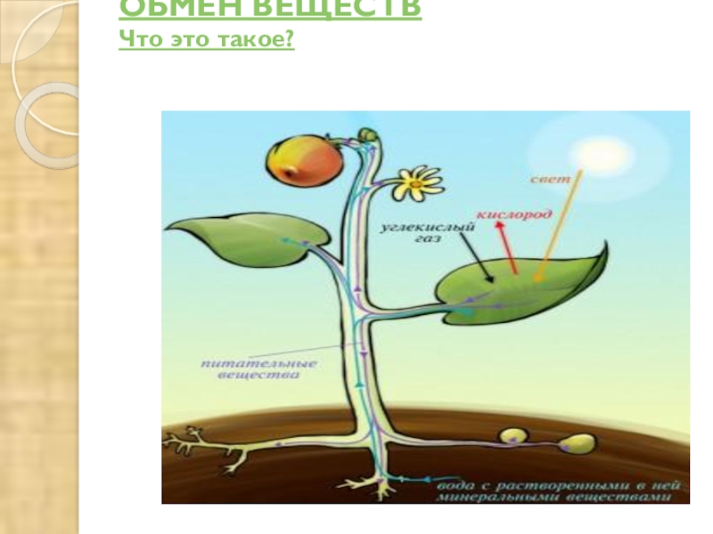 Назовите процесс изображенный на рисунке биология. Как растения запасают питательные вещества. Зачем живые организмы запасают питательные вещества. Обмен веществ у растений рисунок. Рисунок на тему питательные вещества.