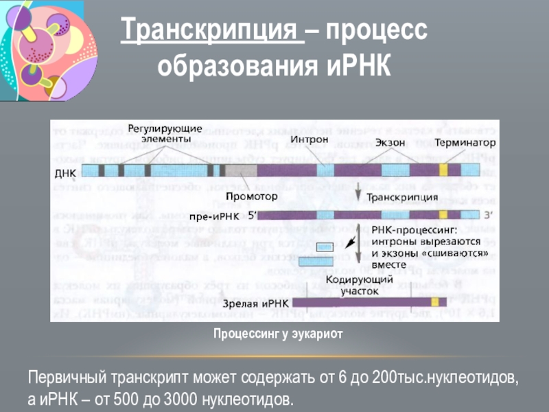 Установите последовательность эукариот. Процесс образование ИРНК У эукариот. Схема образования ИРНК У эукариот. Образование ИРНК У эукариот этапы. Процесс транскрипции у эукариот.