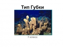 Урок по теме  Тип Губки
