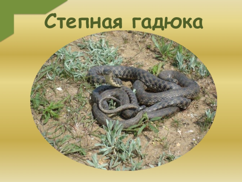 Степная гадюка ростовской области фото и описание