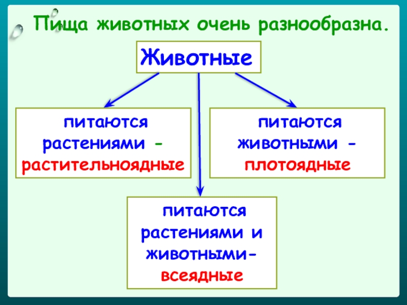 Проект чем питаются животные