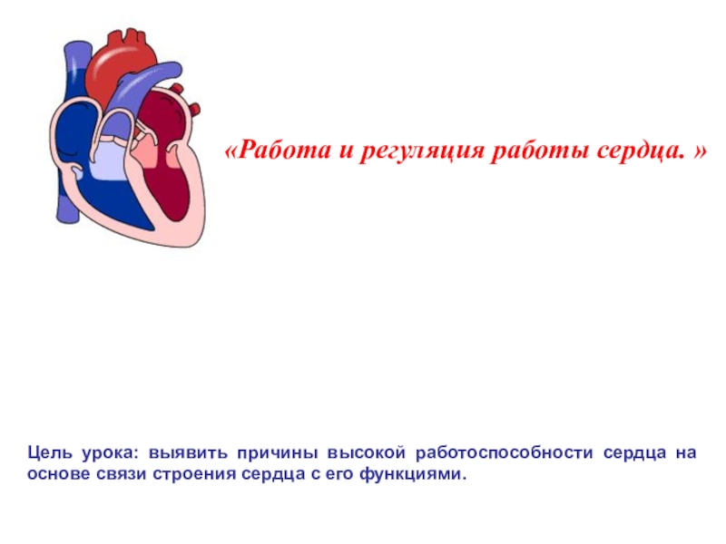 Презентация Регуляция работы сердца. Пульс.