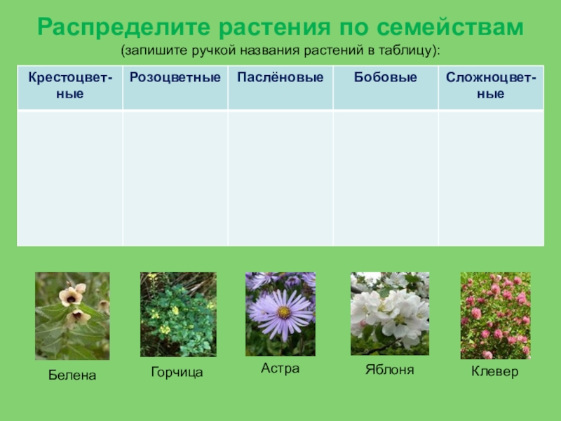 Семейства растений презентация