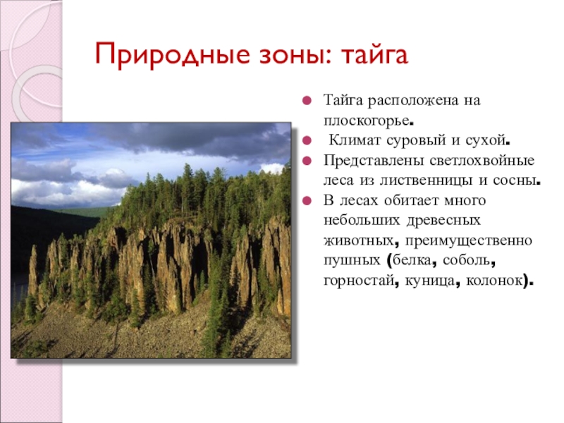 Природная зона тайга 5 класс. Природная зона Тайга растительность. Природные условия тайги. Условия природной зоны тайги. Природные условия тайги в России.