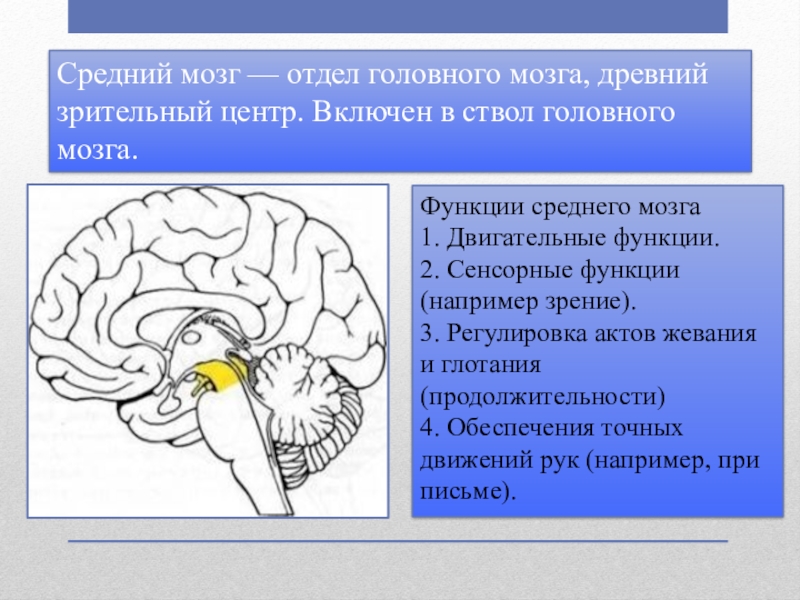 Биология 8 класс строение головного мозга презентация 8