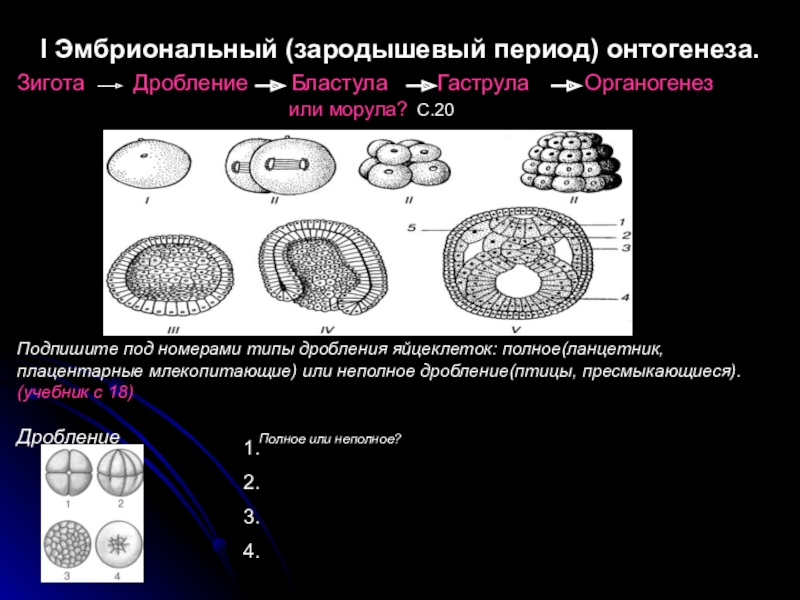 Период дробления. Зигота гаструла. Зигота морула бластула гаструла нейрула. Типы бластул морула. Дробление эмбриональный этап.