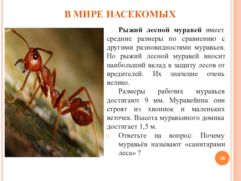 Рыжий лесной муравей имеет средние размеры по сравнению с другими разновидностями муравьев. Но рыжий лесной муравей вносит