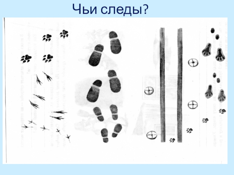 Следы животных картинки на снегу с подписями