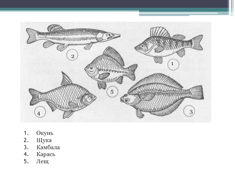 На рисунке изображены щука и окунь длина