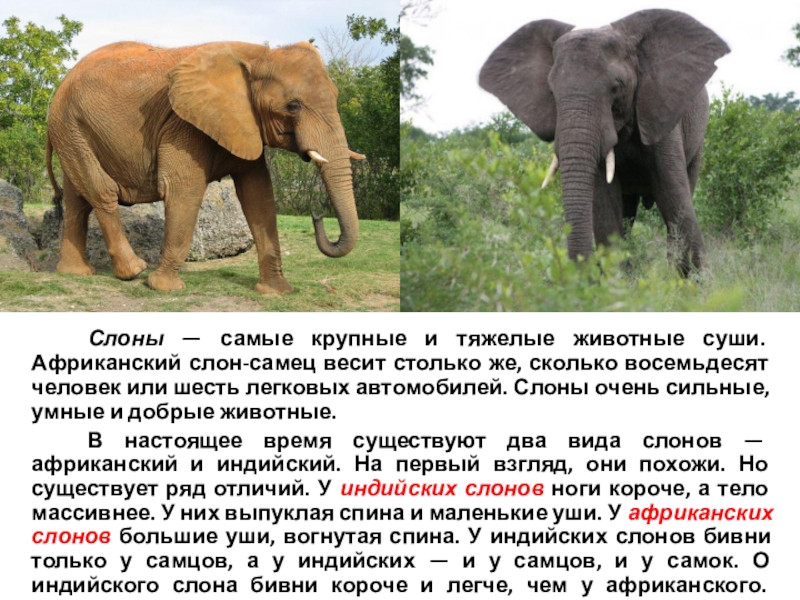 Как отличить африканского слона