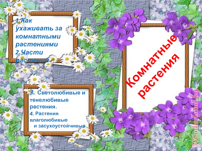 Презентация Презентация по окружающему миру на тему Комнатные растения (2-4 кл.)