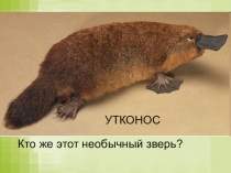 Презентация к уроку окружающего мира Царство животных. Утконос