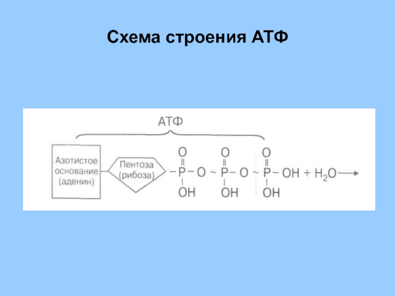 Схема молекулы атф