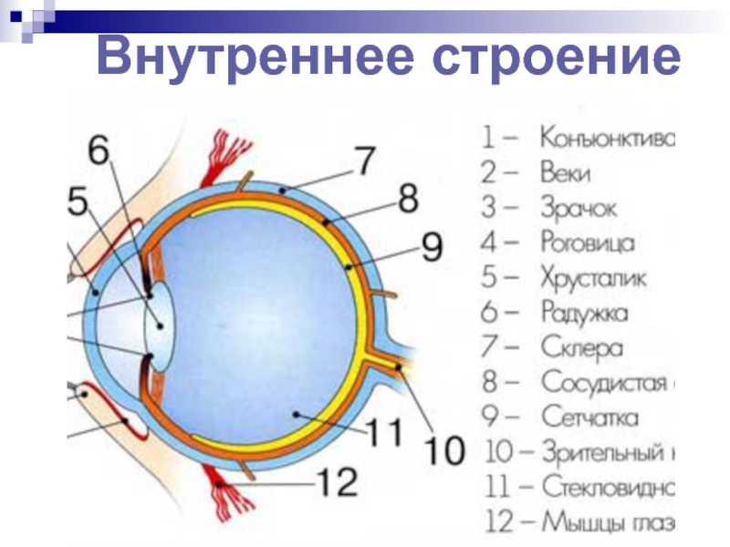 Блок схема строение органа зрения