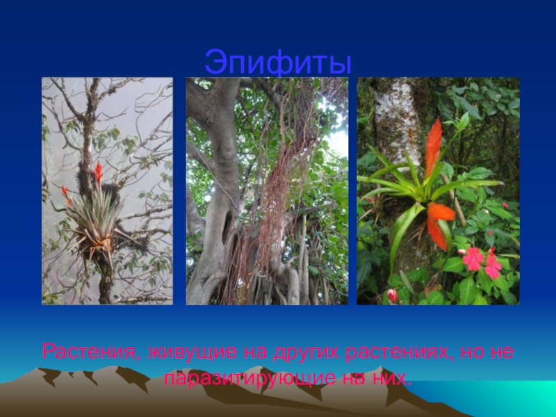 Отношения между деревом и эпифитом. Эпифиты водоросли. Эпифиты это растения которые. Эпифиты саванн. География эпифитов.