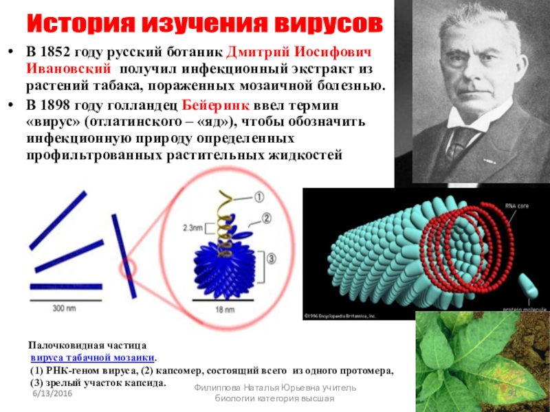 Презентация бактерии егэ