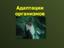 Презентация по биологии Приспособленность организмов (9 класс)