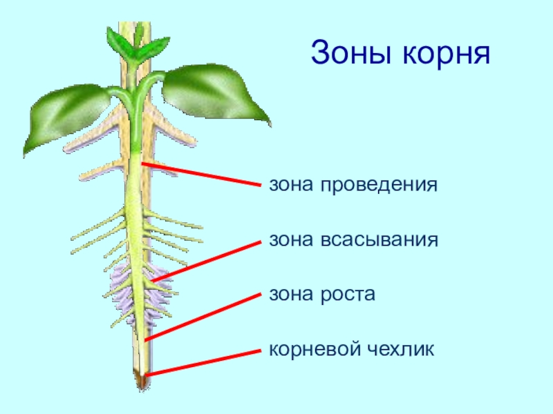 Зоны корня презентация 6 класс пасечник