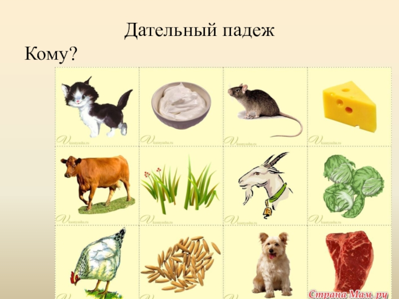 Кто что как кому. Чем питаются домашние животные. Кто чем питается домашние животные. Еда для домашних животных в картинках для детей. Чем питаются домашние животные для детей.