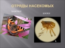 Презентация Отряды насекомых ( 7 класс)