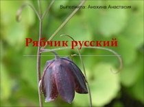 Презентация по окружающему миру Русский рябчик. Выполнена ученицей 3 класса Анохиной Анастасией.